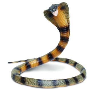 Safari Ltd. Cobra Figurine – Detailed 36″ Flexible, Plastic Model Figure – Fun Educational