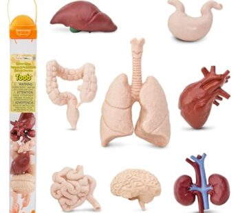 Safari Ltd. Human Organs TOOB – 8 Mini Figurines Including Brain, Heart, Lungs, Liver, Kid